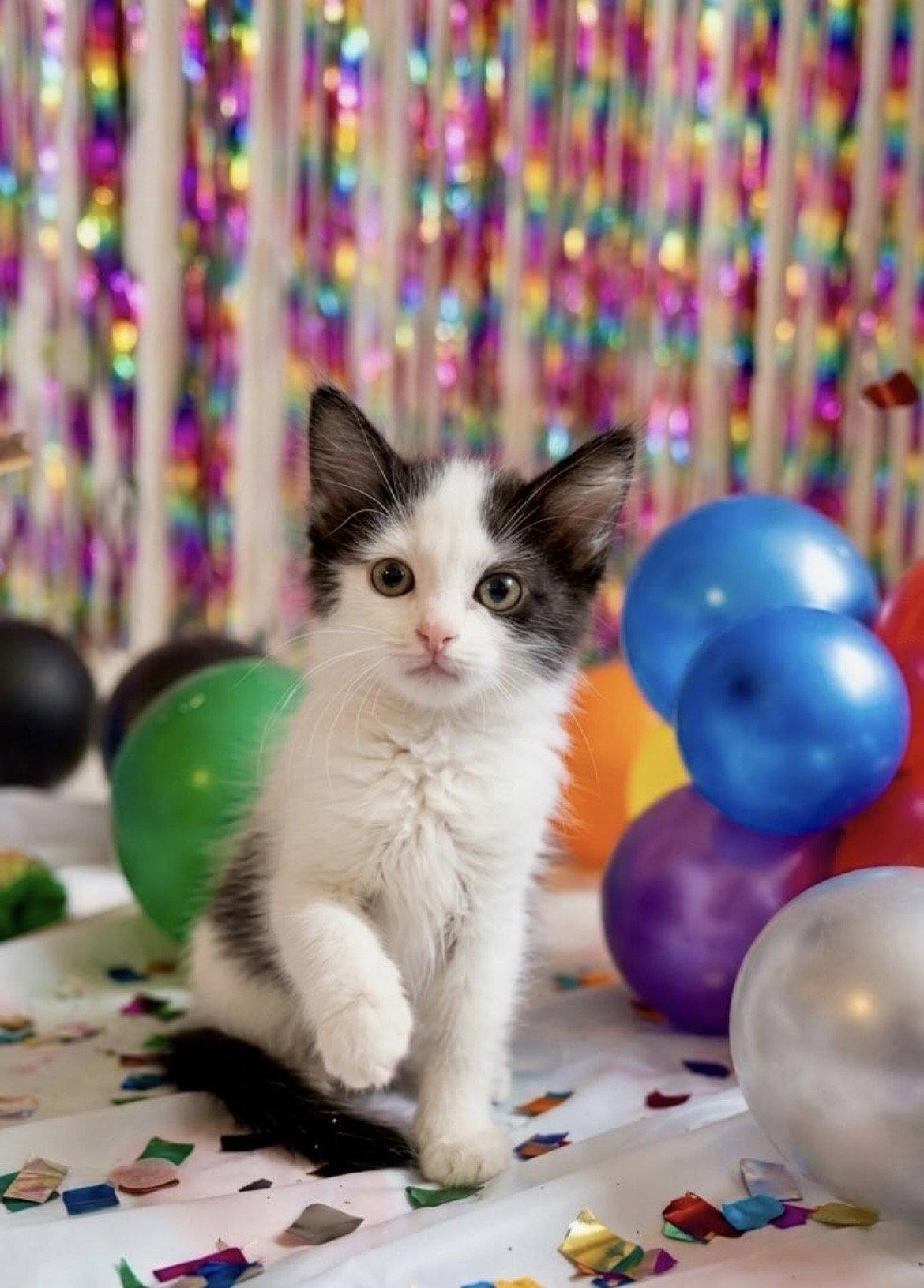 Ross, Adoptable, Kitten Male Domestic Short Hair.