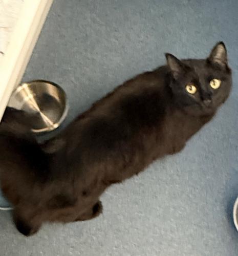 Enlarge Twilight, a Adoptable Domestic Medium Hair in St. Johnsbury, VT image 1/3