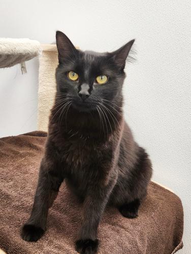 Enlarge Twilight, a Adoptable Domestic Medium Hair in St. Johnsbury, VT image 2/3