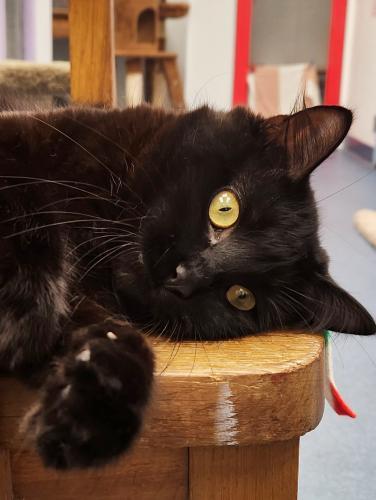 Enlarge Twilight, a Adoptable Domestic Medium Hair in St. Johnsbury, VT image 3/3
