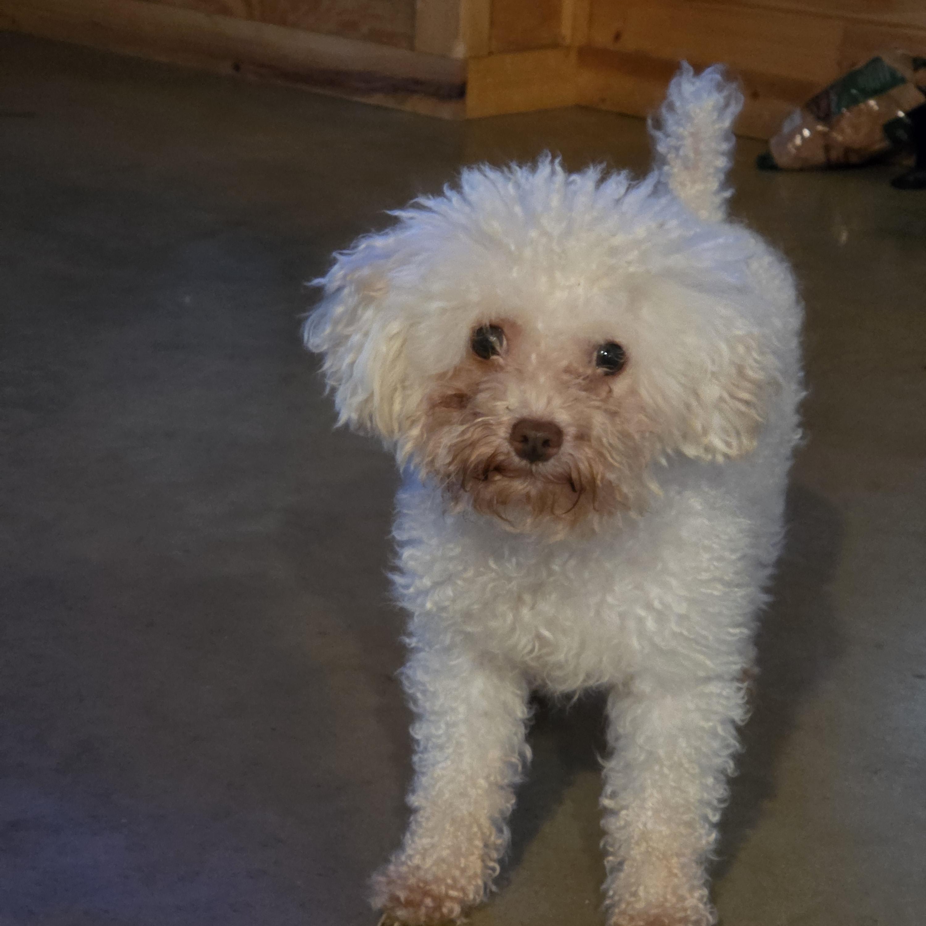Ollie, ADOPTABLE, Young Male Miniature Poodle.