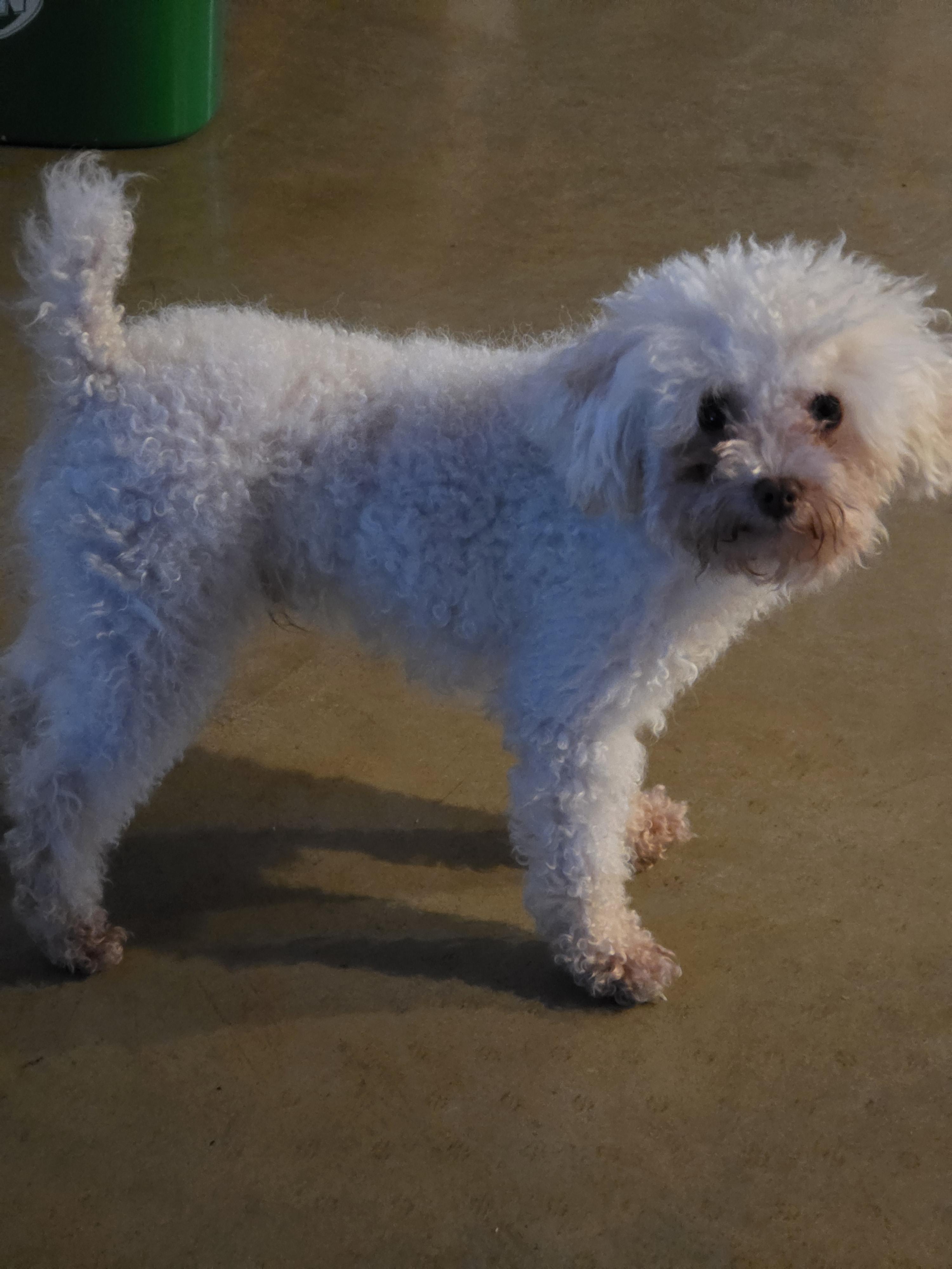 Enlarge Ollie, a ADOPTABLE Miniature Poodle in Dandridge, TN image 2/2