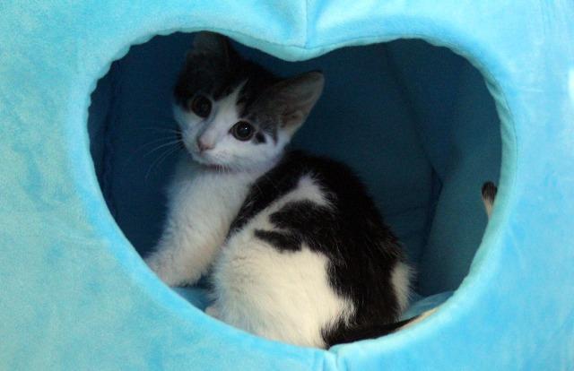 Pebbles, Adopted, Adult Female Tabby & Tabby.