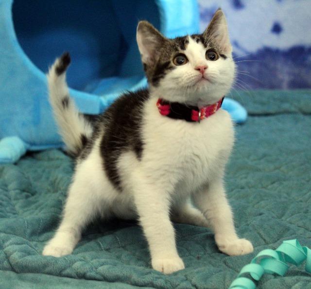 Enlarge Pebbles, a Adopted mixed breed in Arlington, TX image 2/5