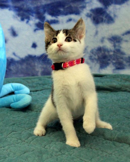 Enlarge Pebbles, a Adopted mixed breed in Arlington, TX image 3/5