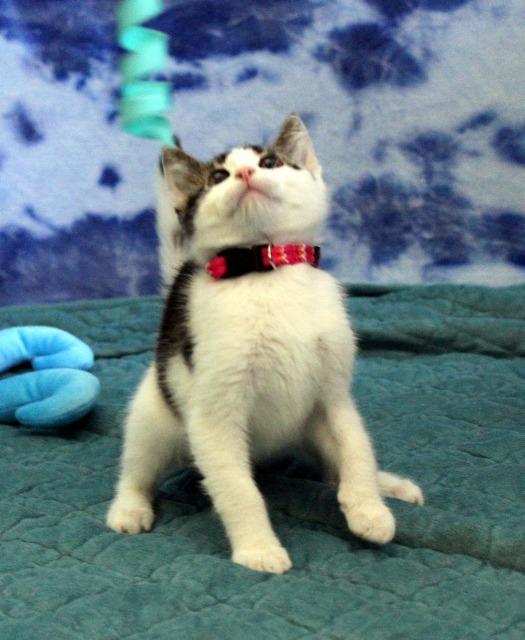 Enlarge Pebbles, a Adopted mixed breed in Arlington, TX image 4/5