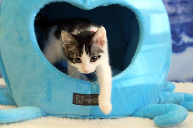 Enlarge Pebbles, a Adopted mixed breed in Arlington, TX image 5/5