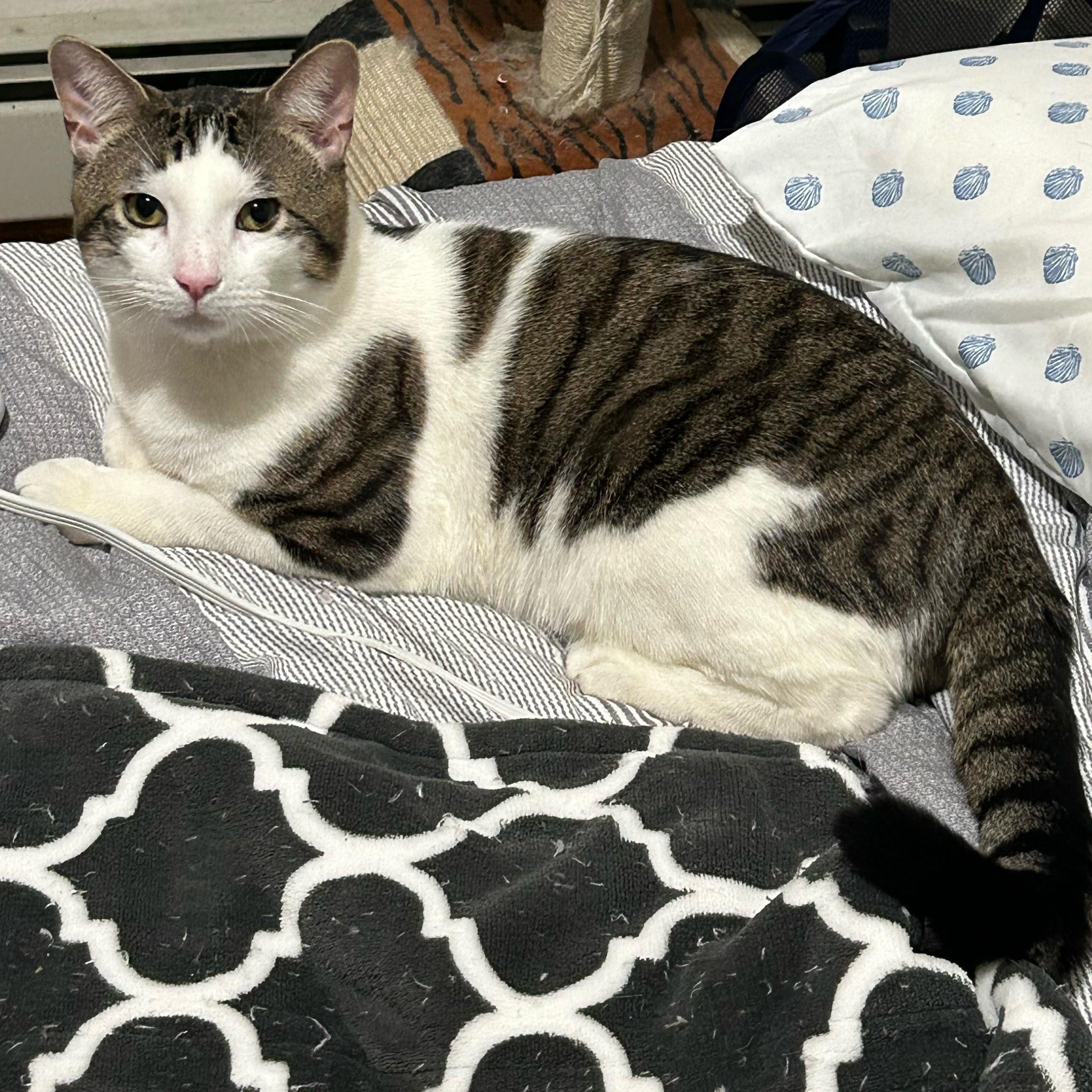 Klein, adopted, Young Male Domestic Short Hair.