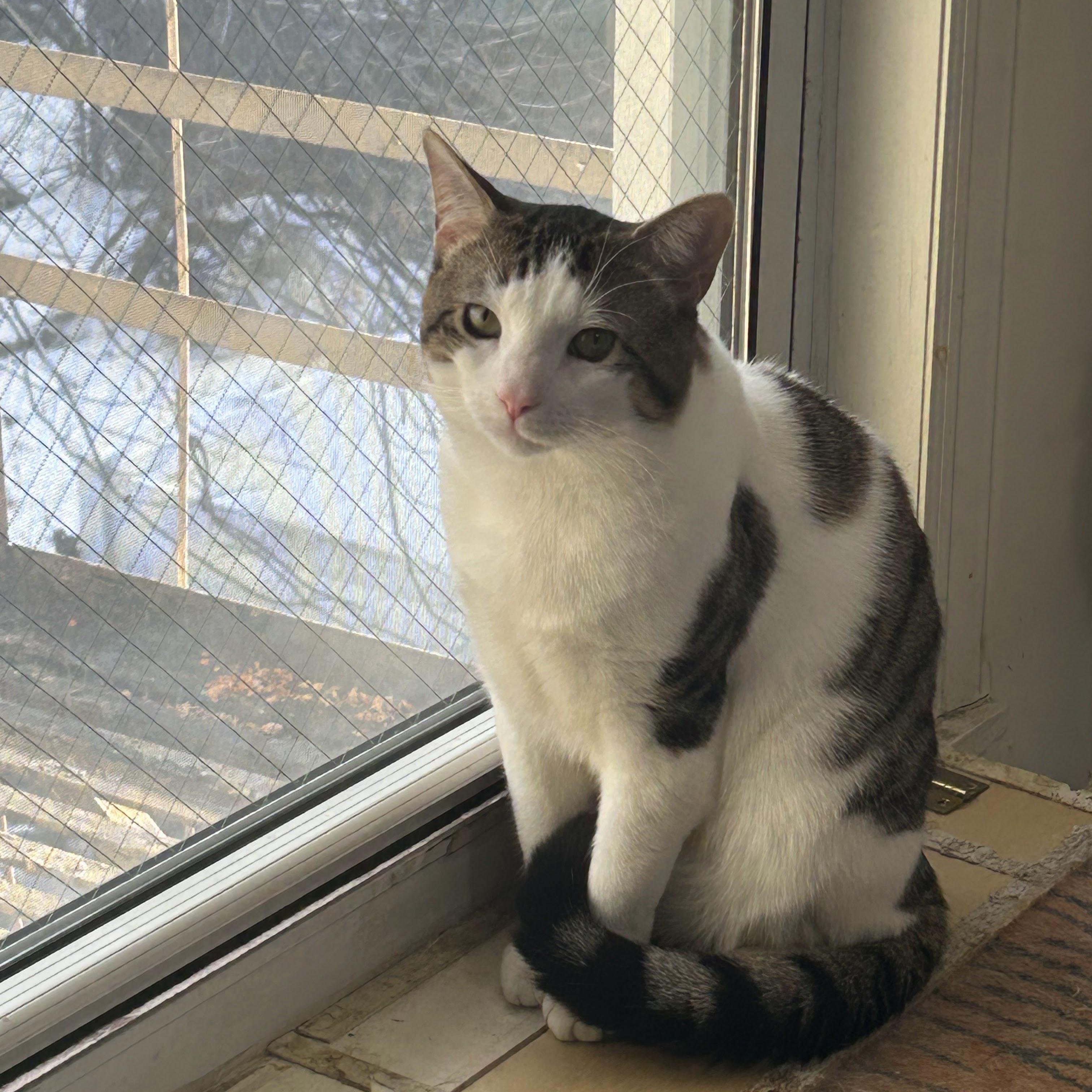 Enlarge Klein, an adopted Domestic Short Hair in Weehawken, NJ image 2/6