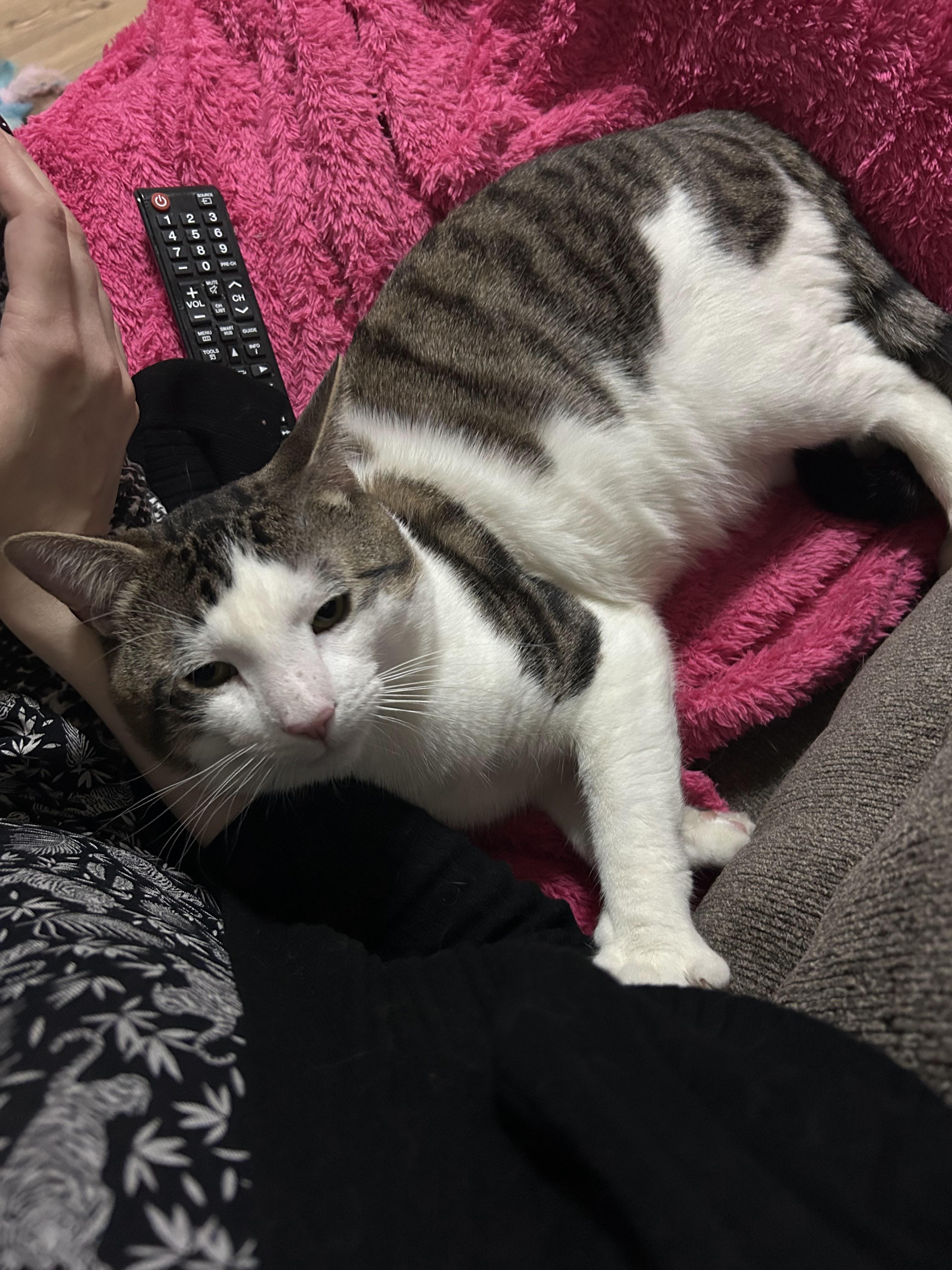 Enlarge Klein, an adopted Domestic Short Hair in Weehawken, NJ image 5/6