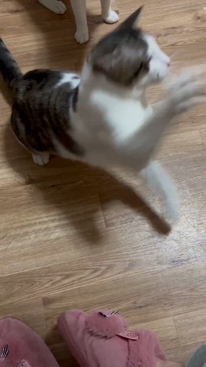 Enlarge Klein, an adopted Domestic Short Hair in Weehawken, NJ video 6/6