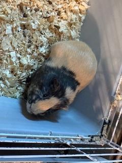 Piggies, Adoptable, Young Female Guinea Pig.