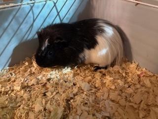 Enlarge Piggies, a Adoptable Guinea Pig in Chalfont, PA image 2/3