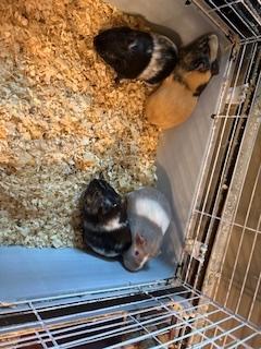 Enlarge Piggies, a Adoptable Guinea Pig in Chalfont, PA image 3/3