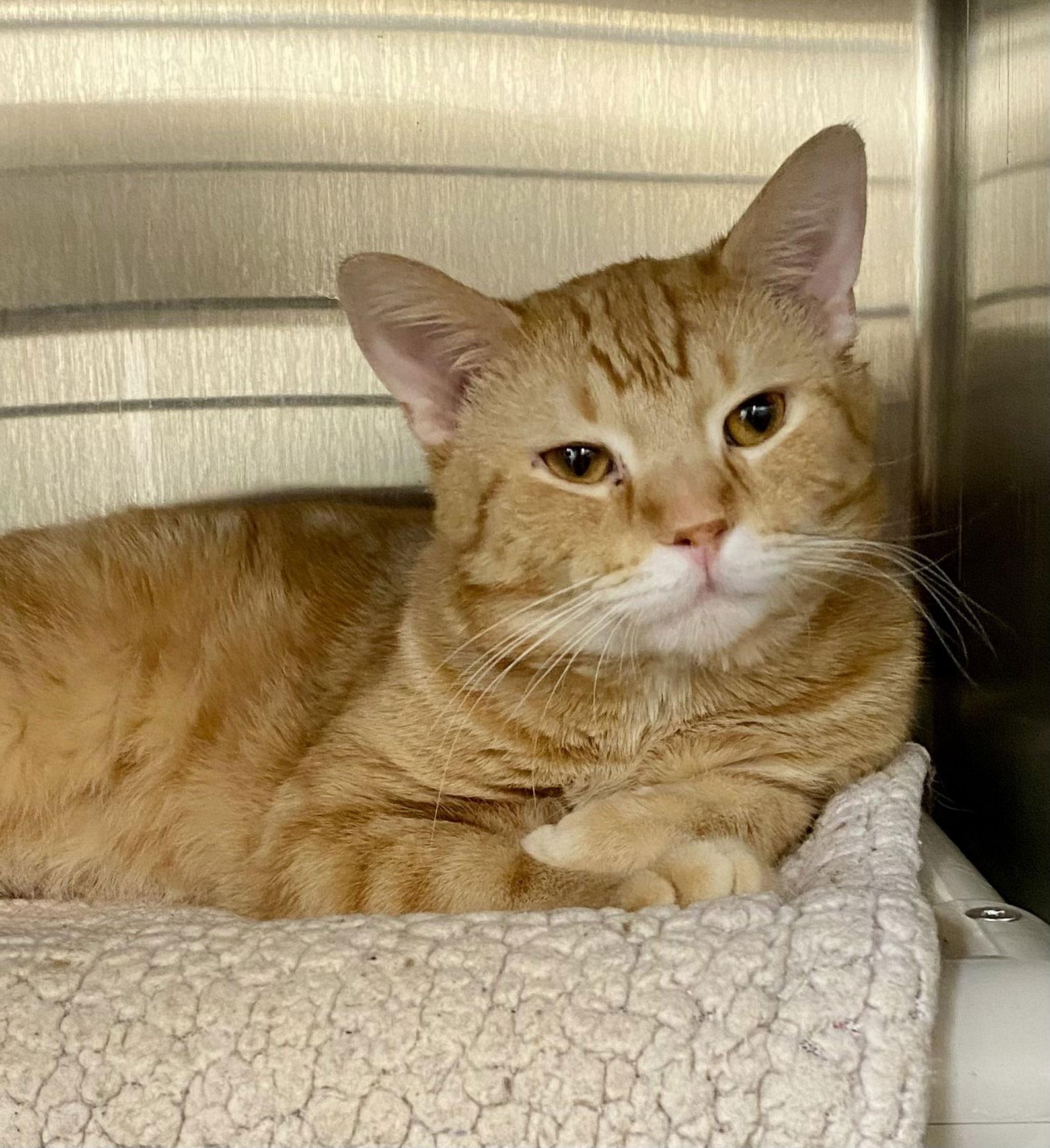 Windom, Adoptable, Adult Male Domestic Short Hair & Tabby.