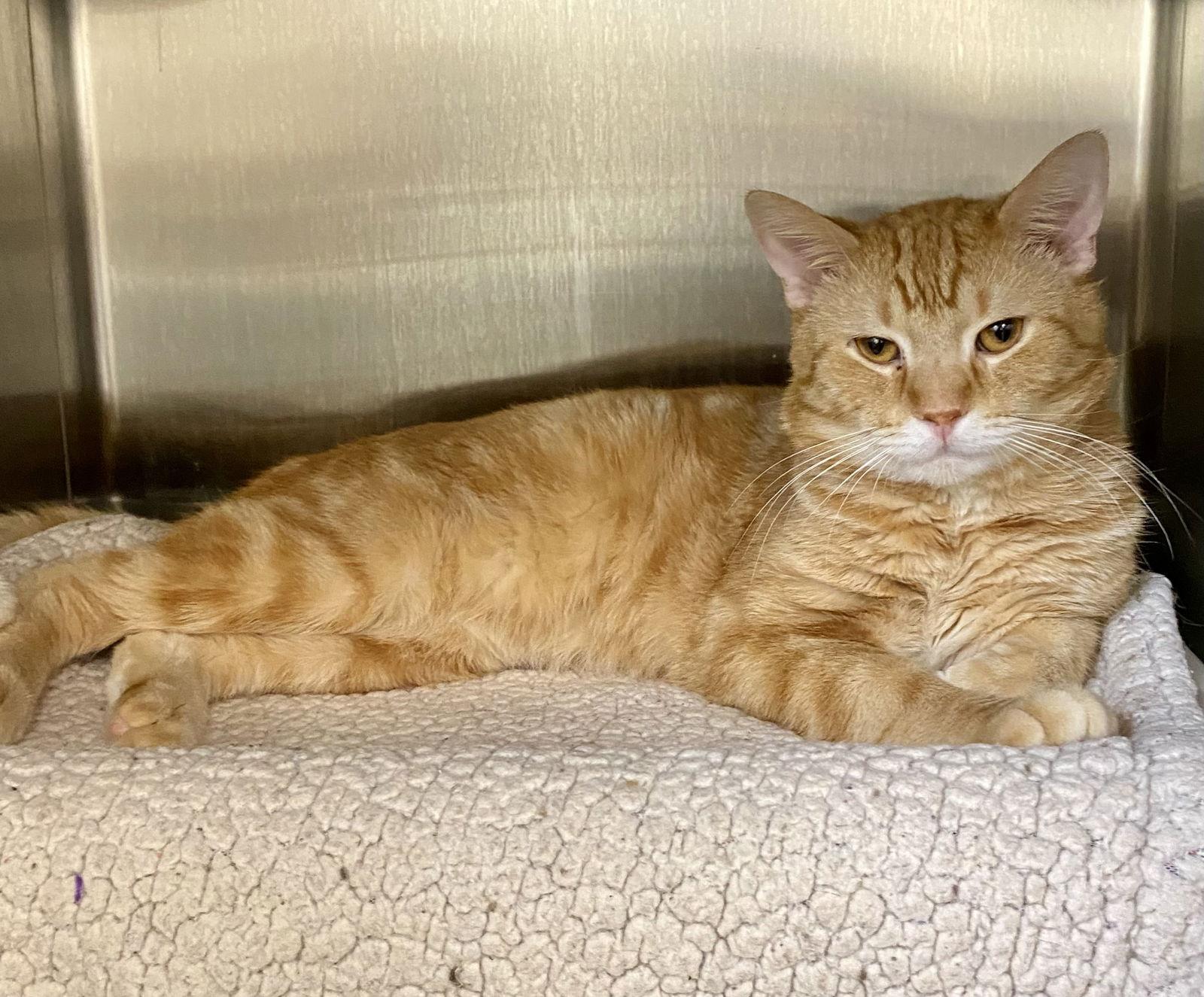 Windom, a Adoptable mixed breed in Fargo, ND image 2/2