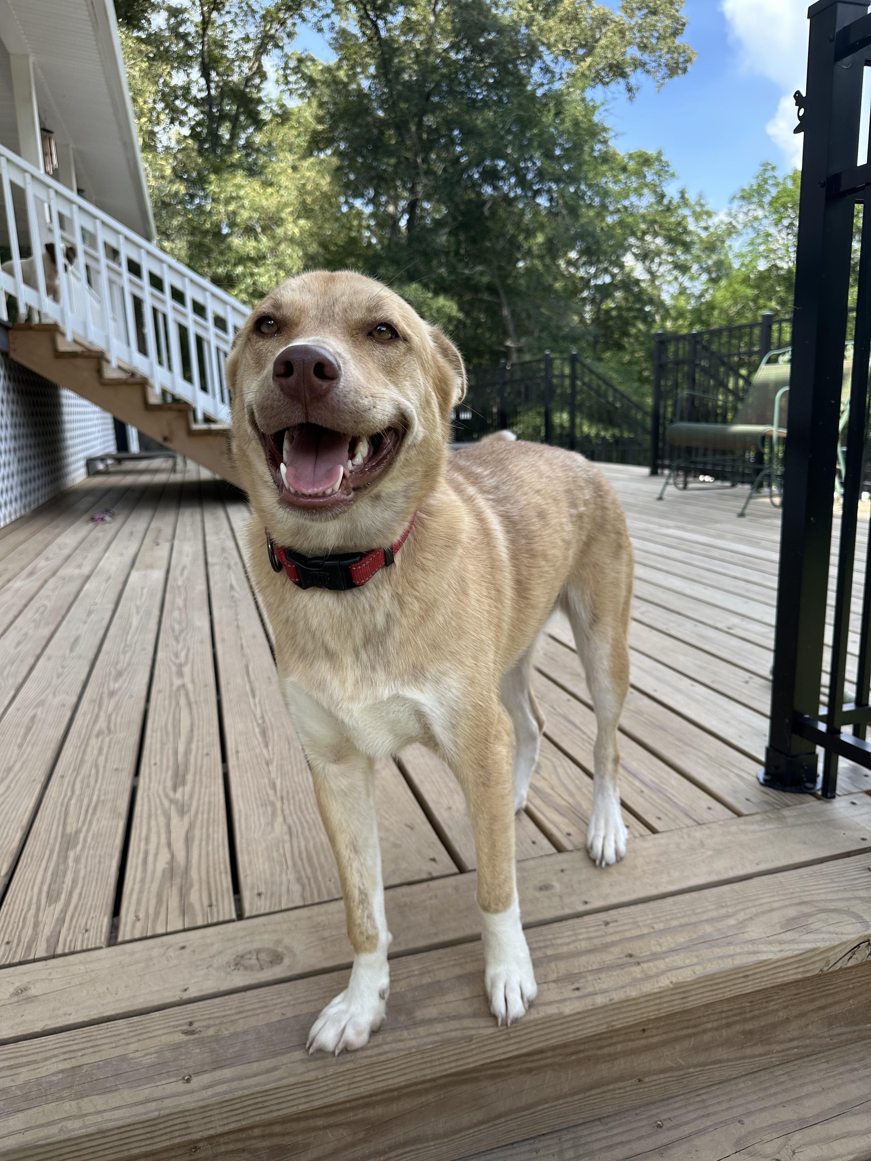 Jasmine, Adoptable, Young Female Husky & German Shepherd Dog.