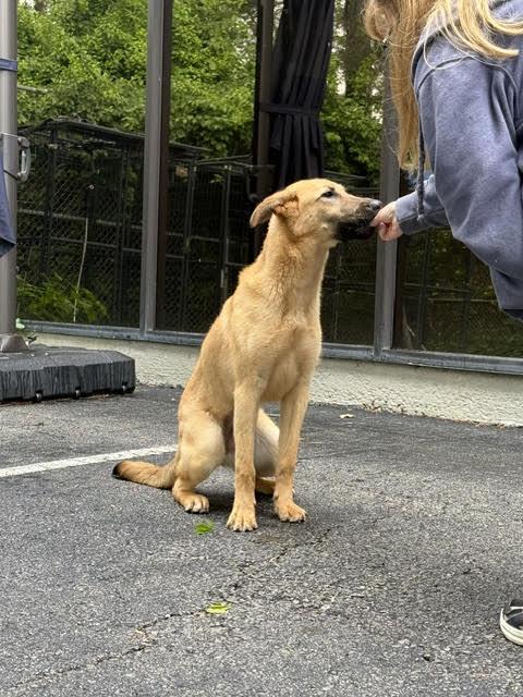 Enlarge Laynee, a ADOPTABLE mixed breed in Cumming, GA image 4/6