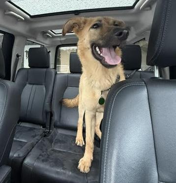 Enlarge Laynee, a ADOPTABLE mixed breed in Cumming, GA image 2/6