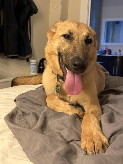 Enlarge Laynee, a ADOPTABLE mixed breed in Cumming, GA image 6/6