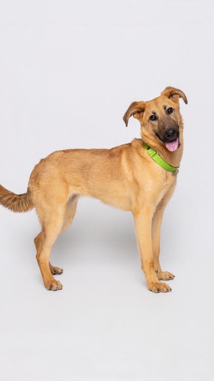 Enlarge Laynee, a ADOPTABLE mixed breed in Cumming, GA image 5/6