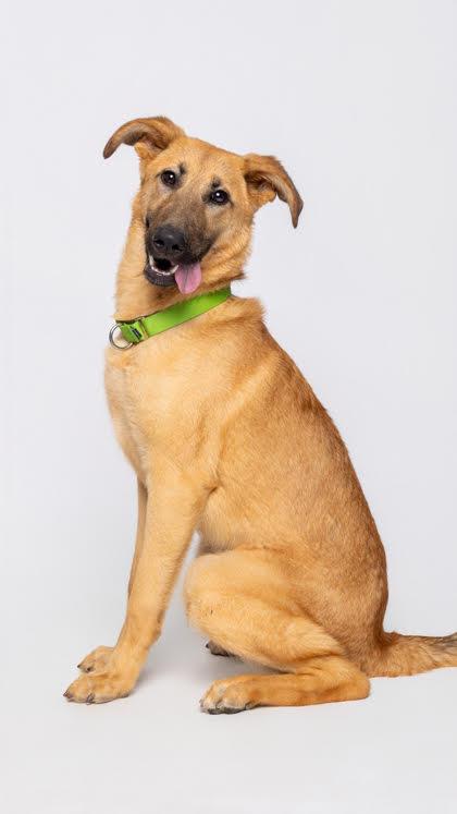 Enlarge Laynee, a ADOPTABLE mixed breed in Cumming, GA image 3/6