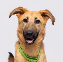 Enlarge Laynee, a ADOPTABLE mixed breed in Cumming, GA image 1/6