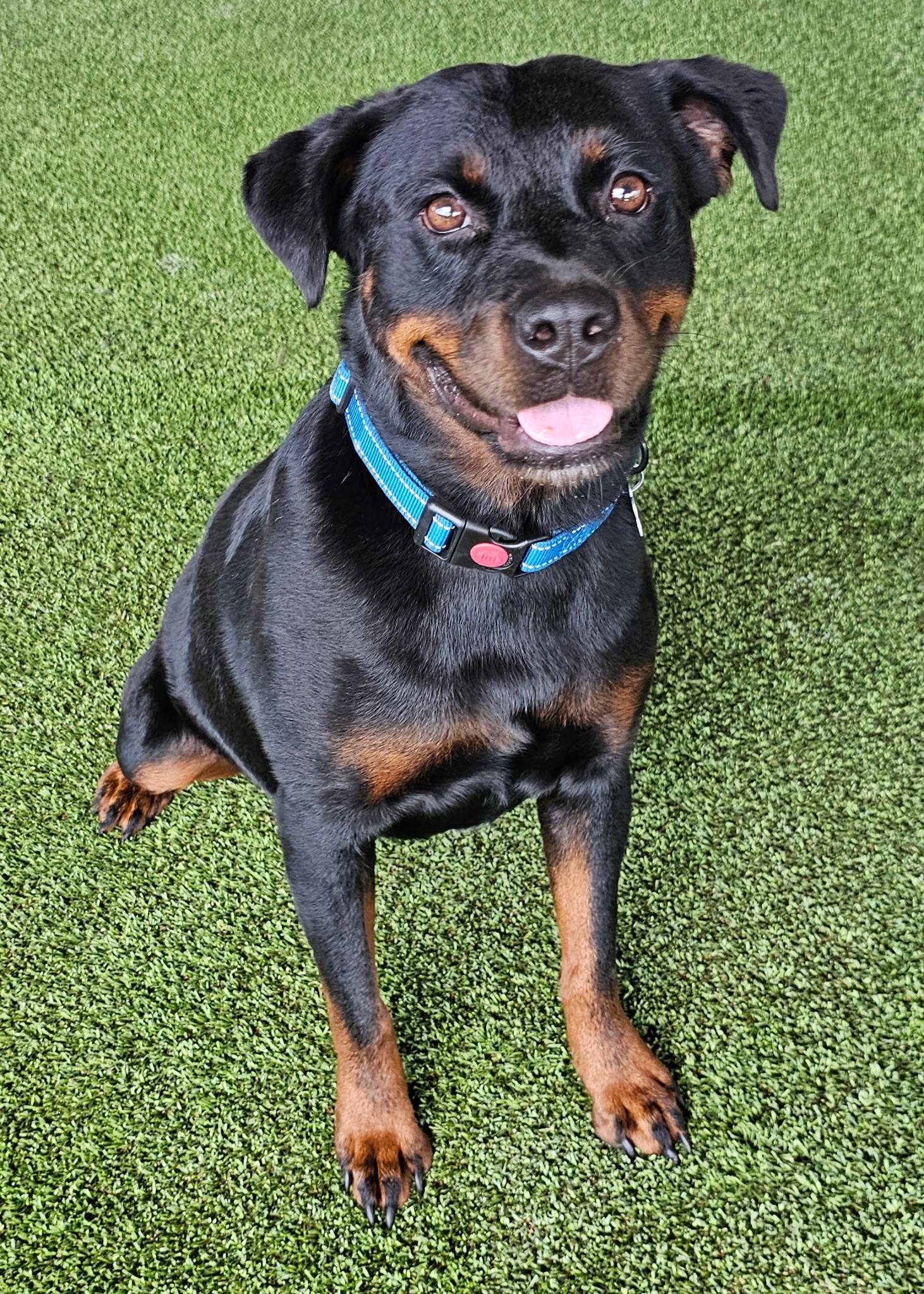 Enlarge CORA, a Adopted Rottweiler in New Britain, CT image 4/6