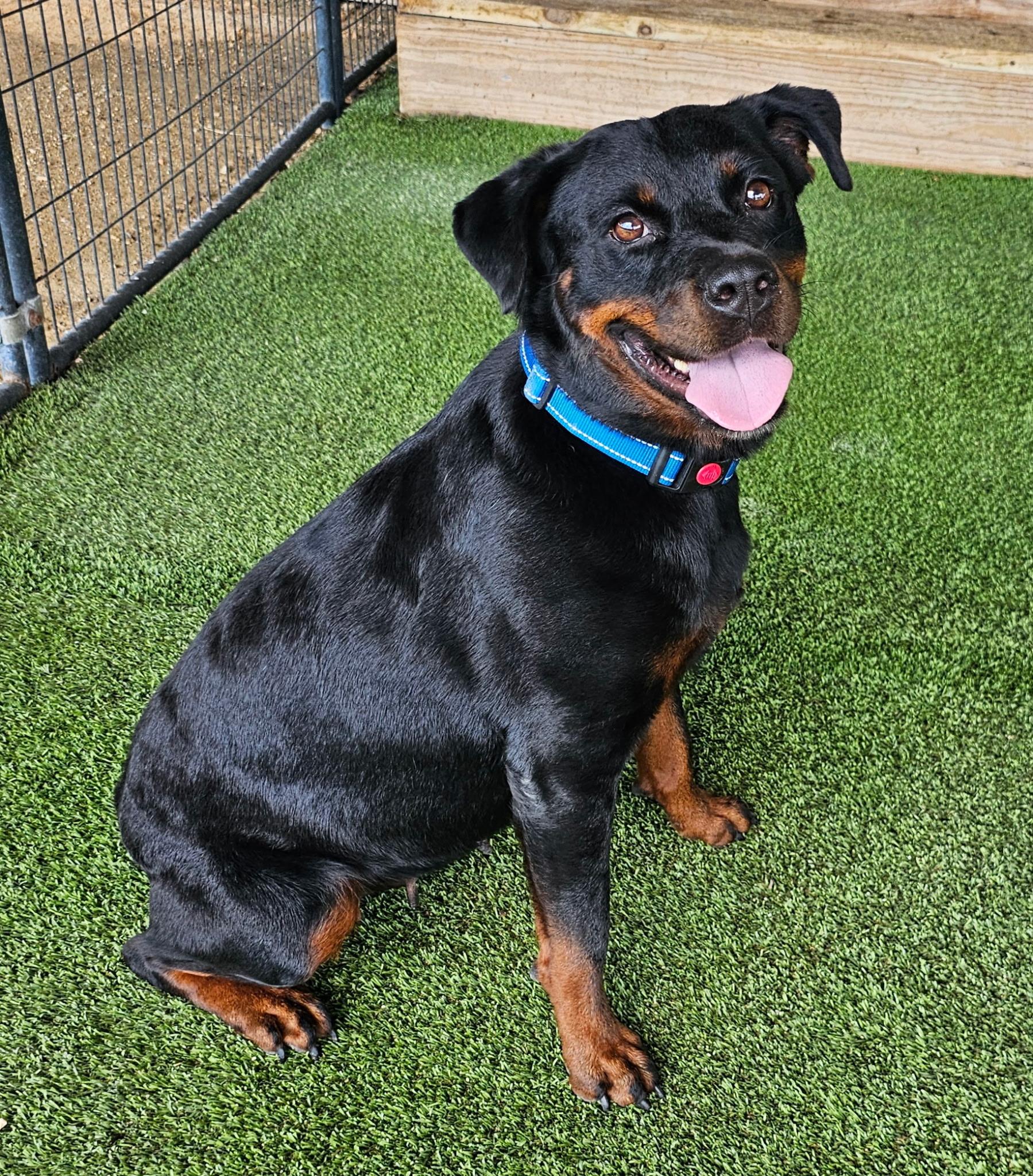 Enlarge CORA, a Adopted Rottweiler in New Britain, CT image 6/6