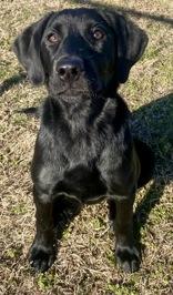 Suzzette, adopted, Young Female Retriever.
