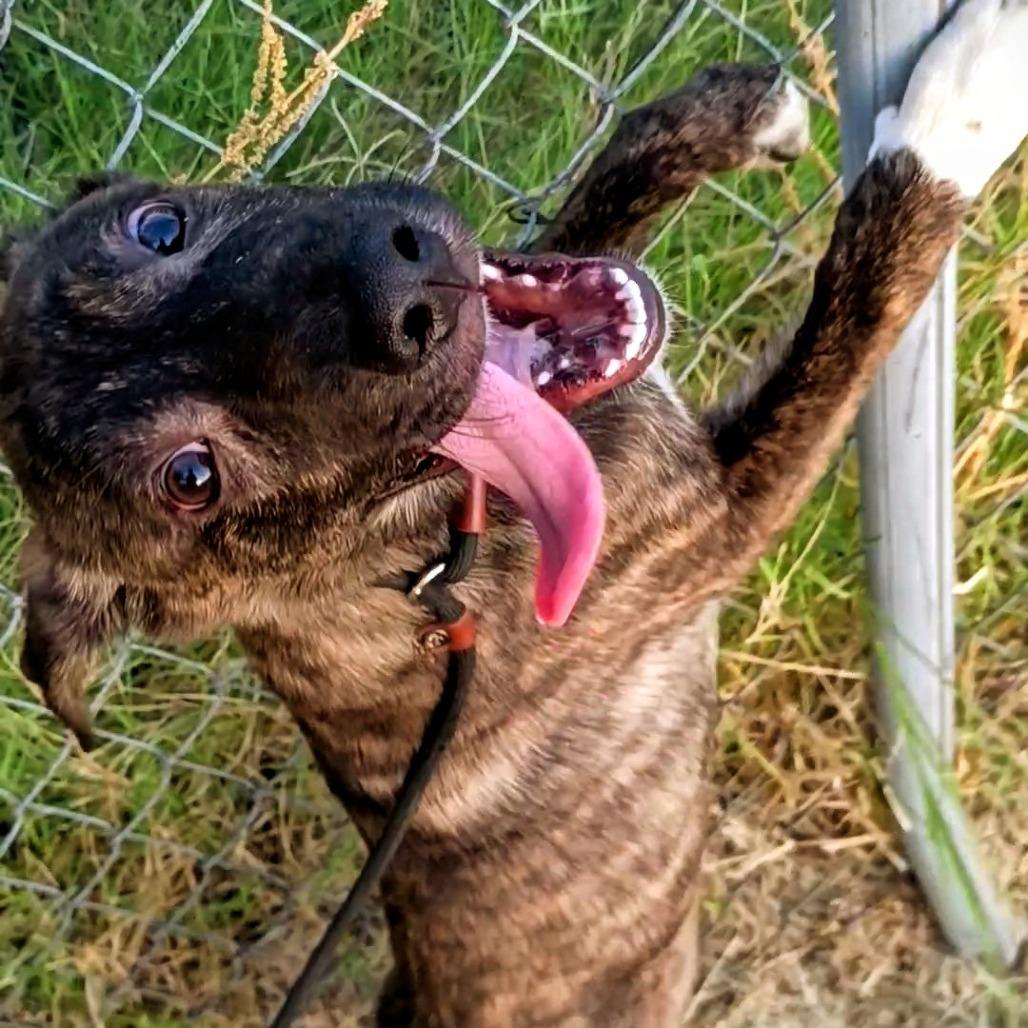 Licorice P47371, Adoptable, Young Male Australian Cattle Dog / Blue Heeler & Pit Bull Terrier.