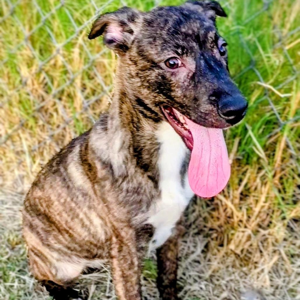 Enlarge Licorice P47371, a Adoptable mixed breed in Corsicana, TX image 2/5