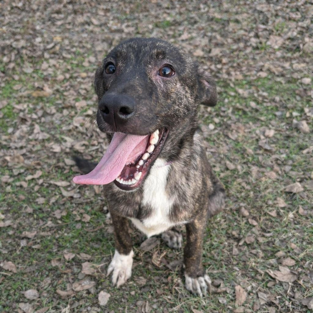 Enlarge Licorice P47371, a Adoptable mixed breed in Corsicana, TX image 3/6