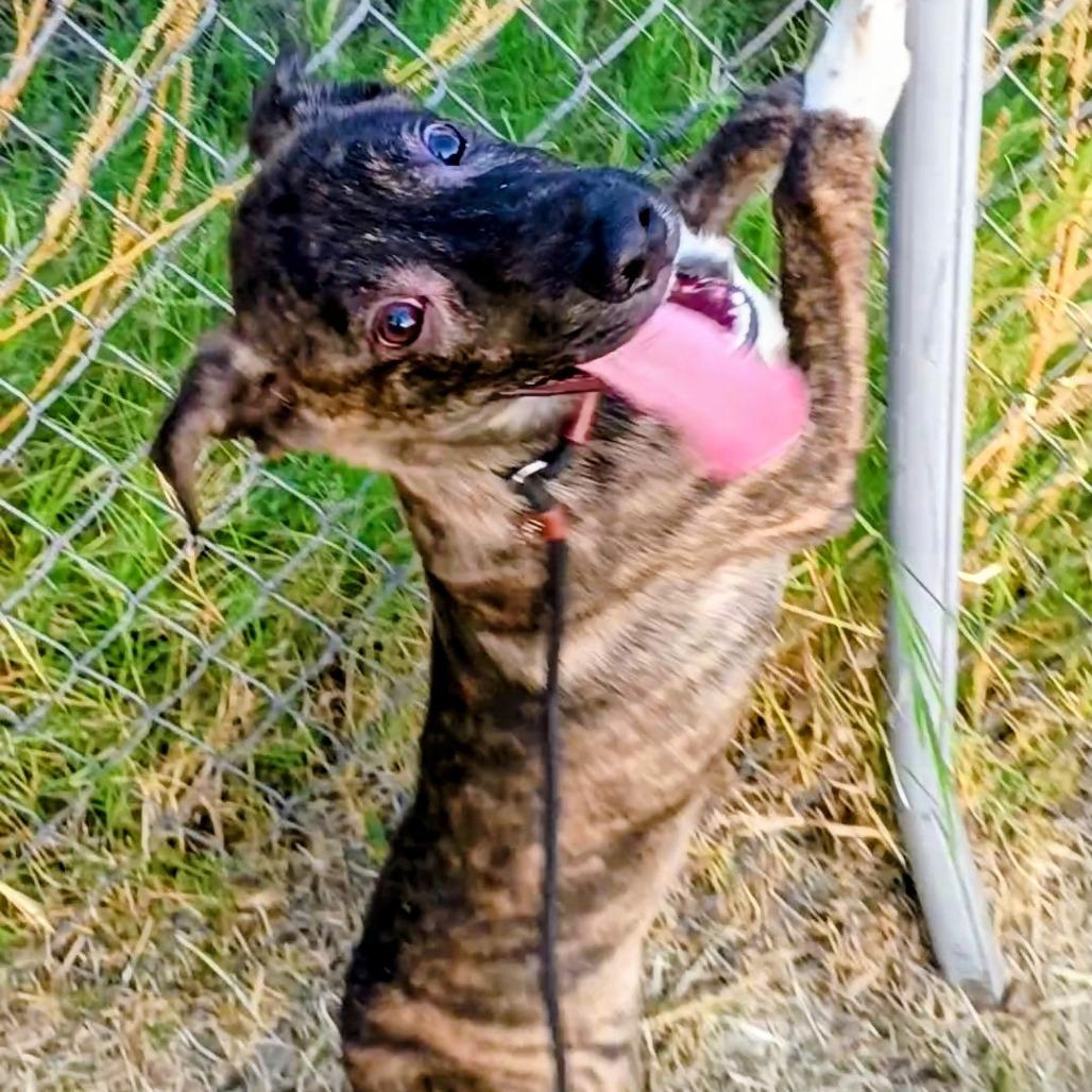 Enlarge Licorice P47371, a Adoptable mixed breed in Corsicana, TX image 3/5