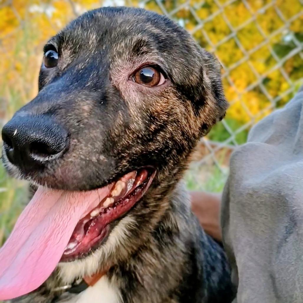Enlarge Licorice P47371, a Adoptable mixed breed in Corsicana, TX image 4/5