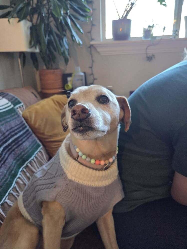 Emma, Adopted, Adult Female Labrador Retriever & Australian Cattle Dog / Blue Heeler.