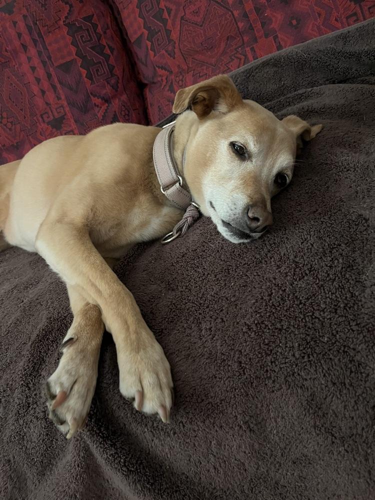Enlarge Emma, a Adopted mixed breed in Littleton, CO image 2/6