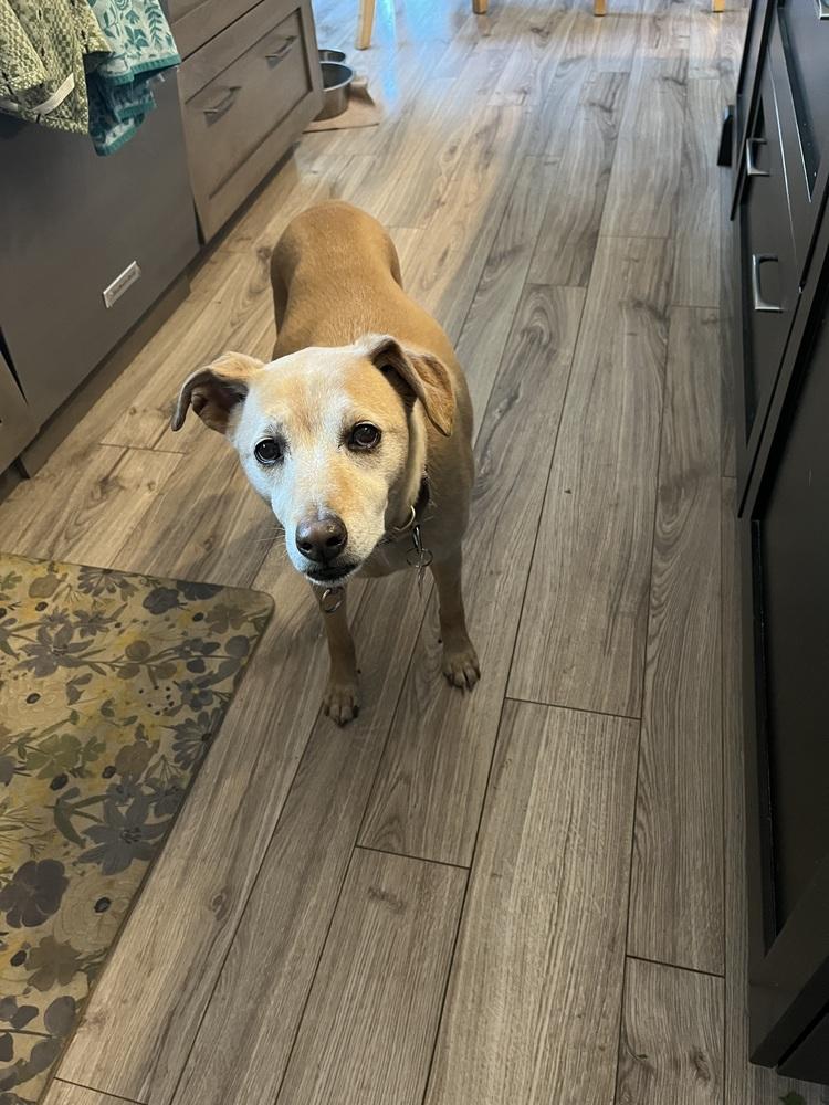 Enlarge Emma, a Adopted mixed breed in Littleton, CO image 3/6