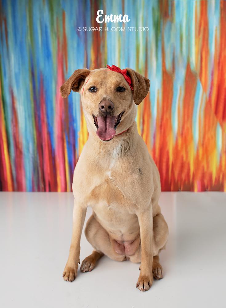 Enlarge Emma, a Adoptable mixed breed in Littleton, CO image 2/6