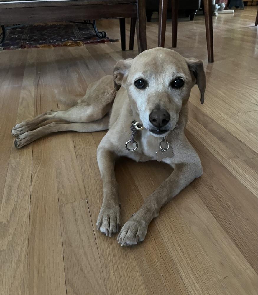 Enlarge Emma, a Adopted mixed breed in Littleton, CO image 4/6