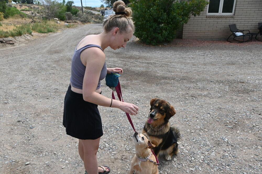 Enlarge Emma, a Adoptable mixed breed in Littleton, CO image 3/6