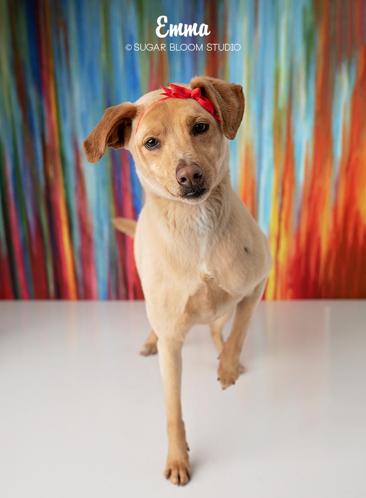 Enlarge Emma, a Adoptable mixed breed in Littleton, CO image 4/6