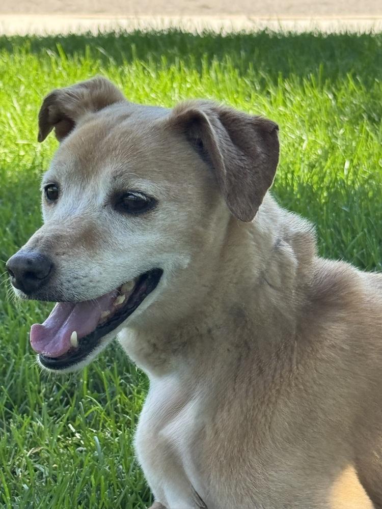 Enlarge Emma, a Adopted mixed breed in Littleton, CO image 4/6