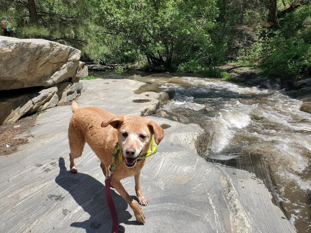 Enlarge Emma, a Adoptable mixed breed in Littleton, CO image 5/6