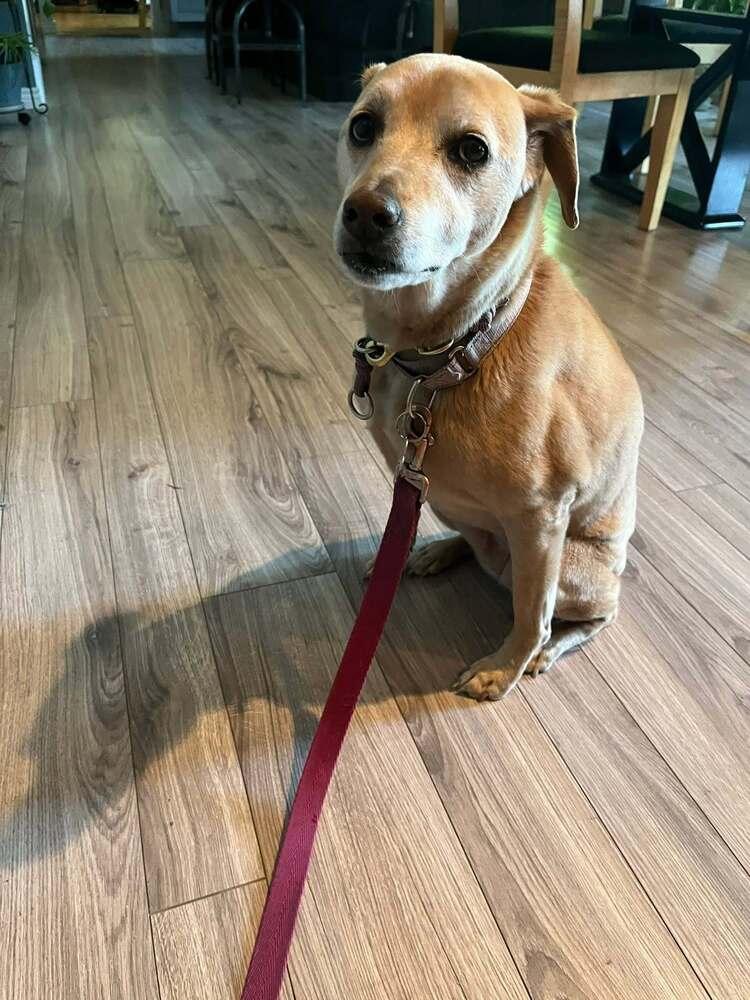 Enlarge Emma, a Adopted mixed breed in Littleton, CO image 5/6