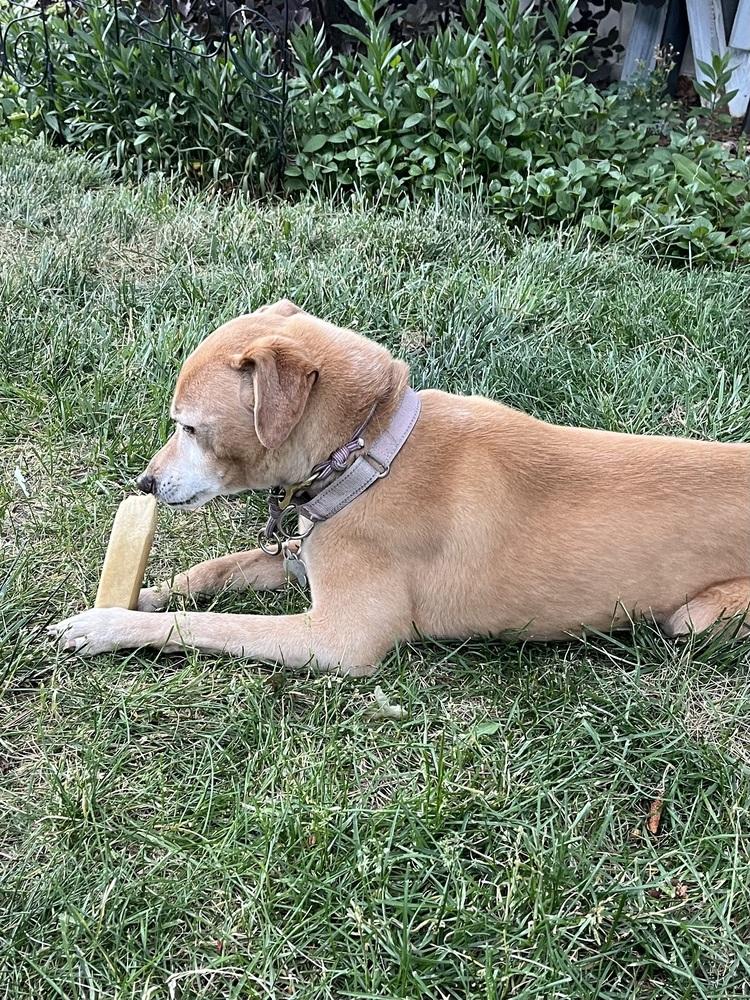 Enlarge Emma, a Adopted mixed breed in Littleton, CO image 6/6