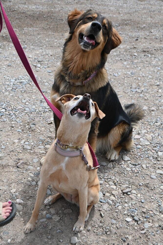 Enlarge Emma, a Adoptable mixed breed in Littleton, CO image 6/6