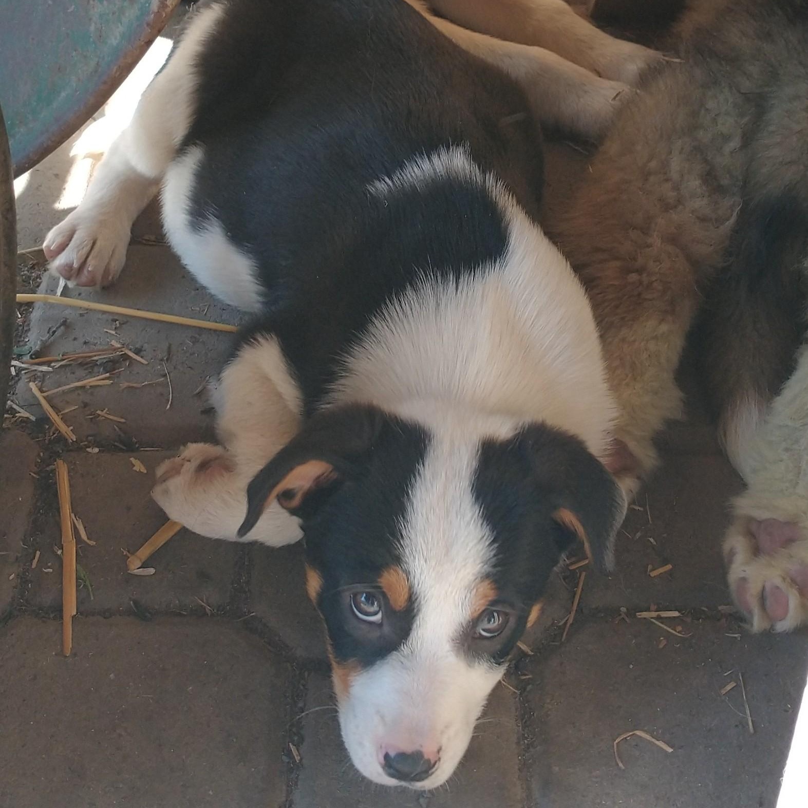 Enlarge Eclipse - Sport - Nanook - Tiny Dancer, a Adoptable mixed breed in Portland, OR image 4/4