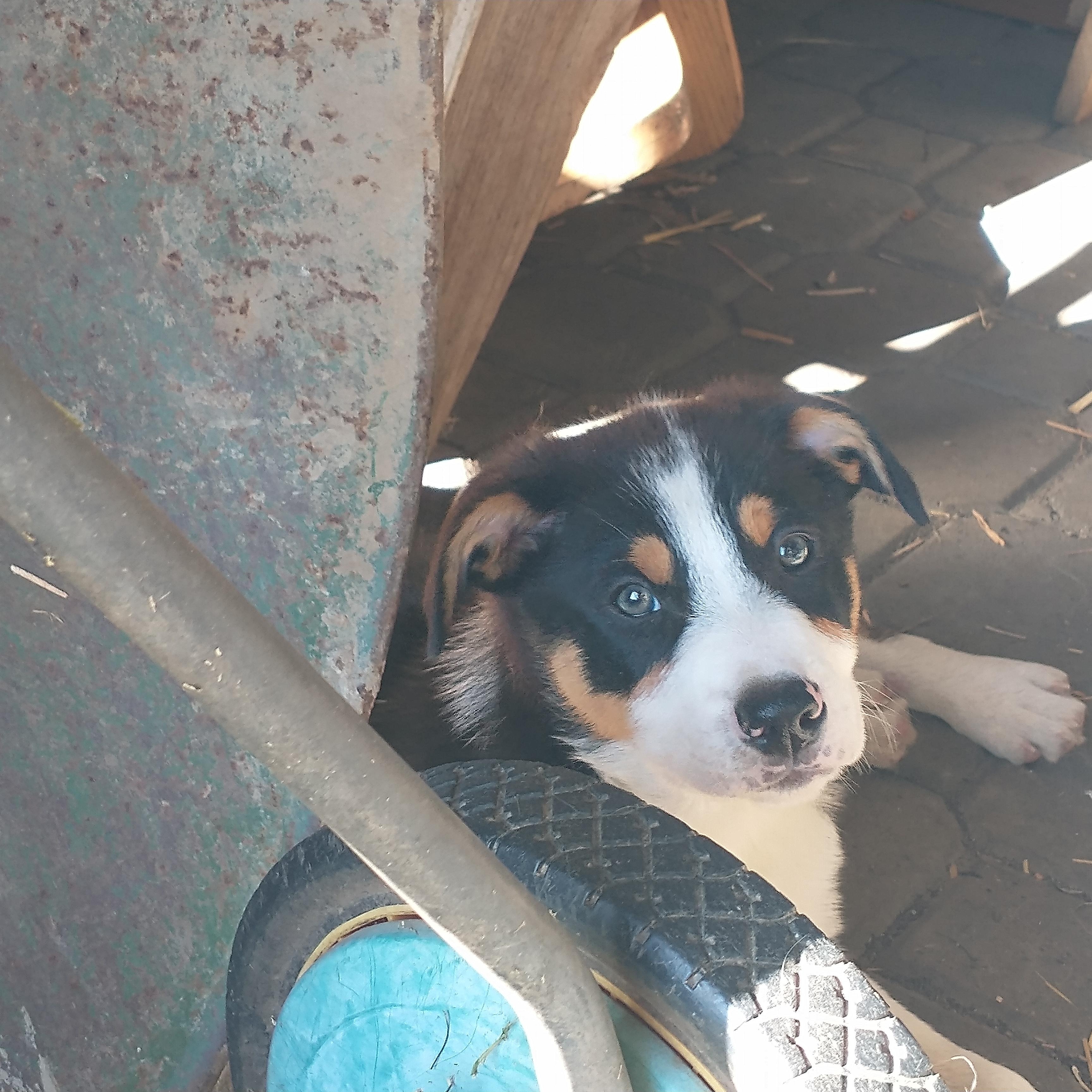 Enlarge Eclipse - Sport - Nanook - Tiny Dancer, a Adoptable mixed breed in Portland, OR image 2/4