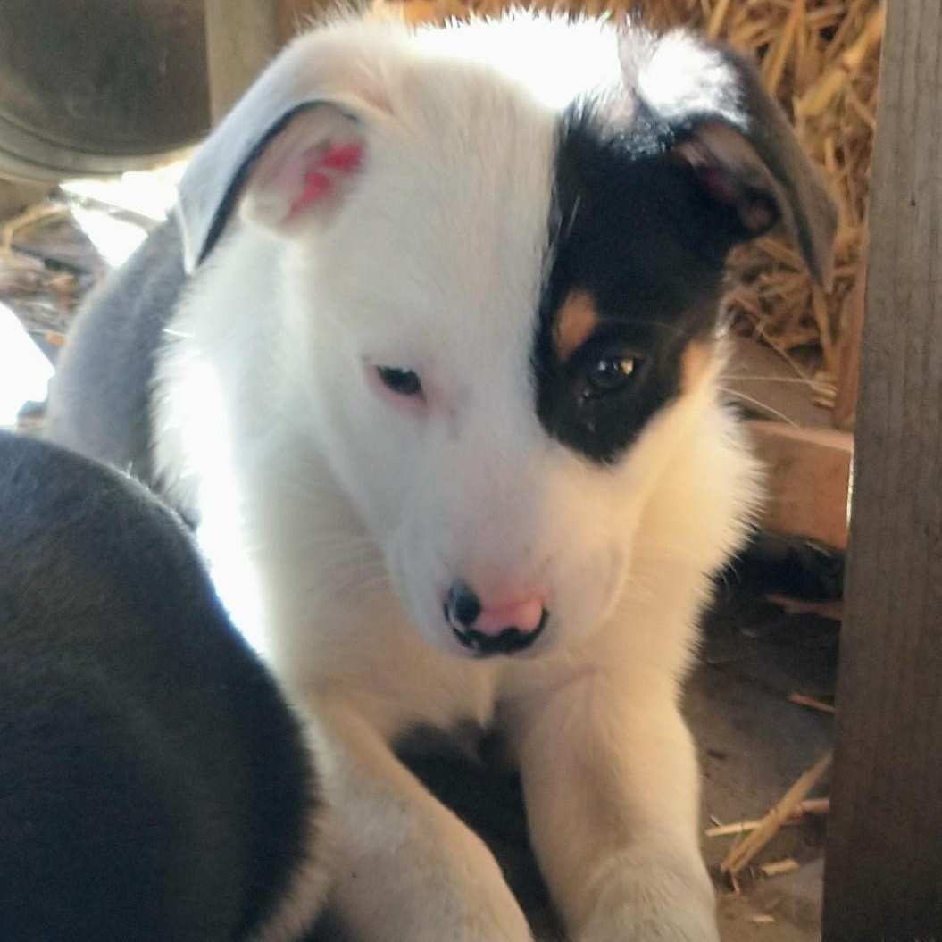 Eclipse - Sport - Nanook - Tiny Dancer, Adoptable, Puppy Male Australian Shepherd.